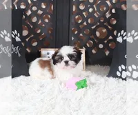 ANNIE, a female Shih Tzu for sale in Baton Rouge, LA – Photo 4 of 5