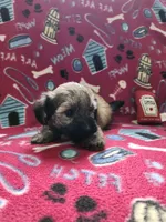 Oso, a male Poodle - Toy  for sale in Oklahoma City, OK – 4 of 4