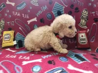 Red, a female Poodle - Toy  for sale in Oklahoma City, OK – 2 of 3