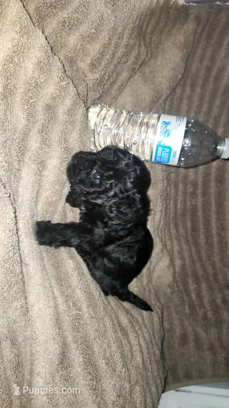 Sassy, a female Poodle - Toy  for sale in Oklahoma City, OK – Photo 1 of 1