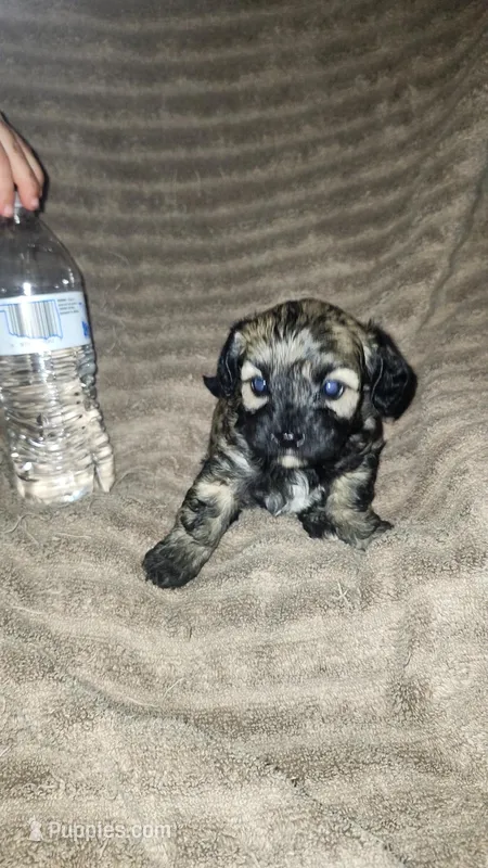 Brownie, a female Poodle - Toy  for sale in Oklahoma City, OK – Photo 1 of 1