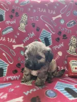 Oso, a male Poodle - Toy  for sale in Oklahoma City, OK – 3 of 4