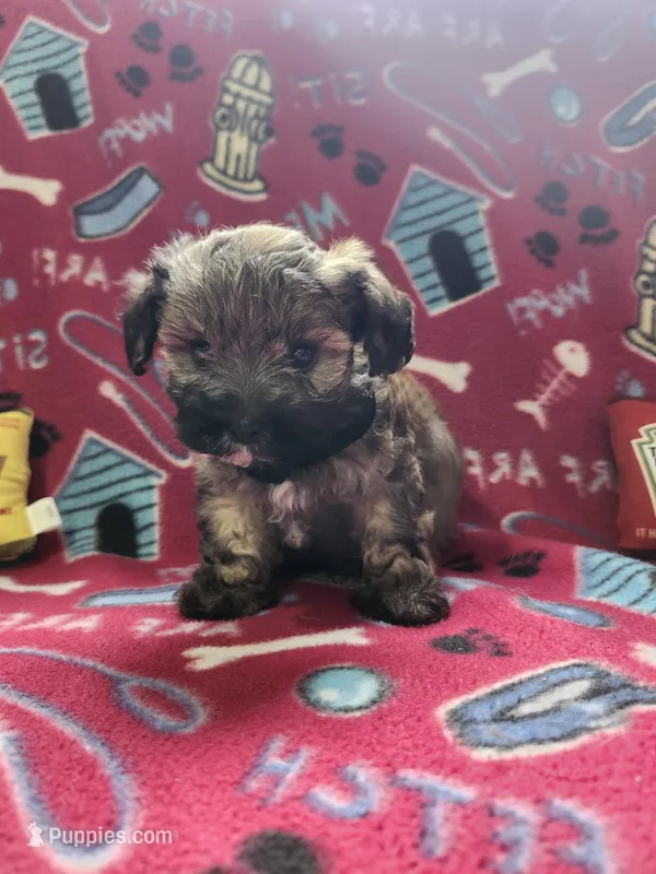 Black – Poodle - Toy  puppy for sale in Oklahoma City, OK
