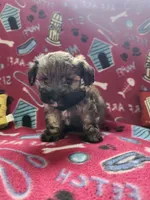 Black, a male Poodle - Toy  for sale in Oklahoma City, OK – 1 of 3