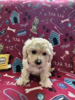 Blue, a male Poodle - Toy  for sale in Oklahoma City, OK – 2 of 3