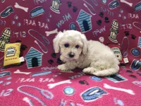Blue, a male Poodle - Toy  for sale in Oklahoma City, OK – 3 of 3