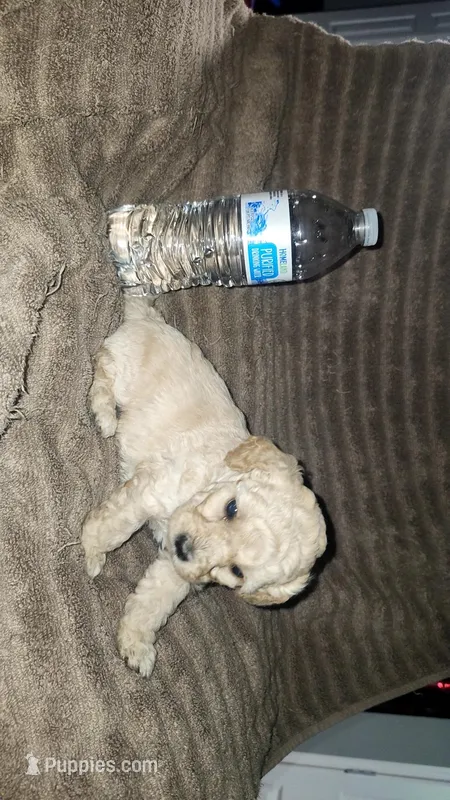 Cream, a male Poodle - Toy  for sale in Oklahoma City, OK – Photo 1 of 1