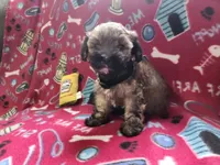 Black, a male Poodle - Toy  for sale in Oklahoma City, OK – 2 of 3