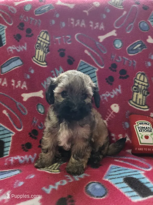 Oso – Poodle - Toy  puppy for sale in Oklahoma City, OK