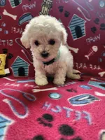 Turquoise, a female Poodle - Toy  for sale in Oklahoma City, OK – 2 of 2