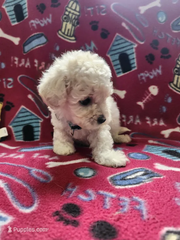 Turquoise – Poodle - Toy  puppy for sale in Oklahoma City, OK