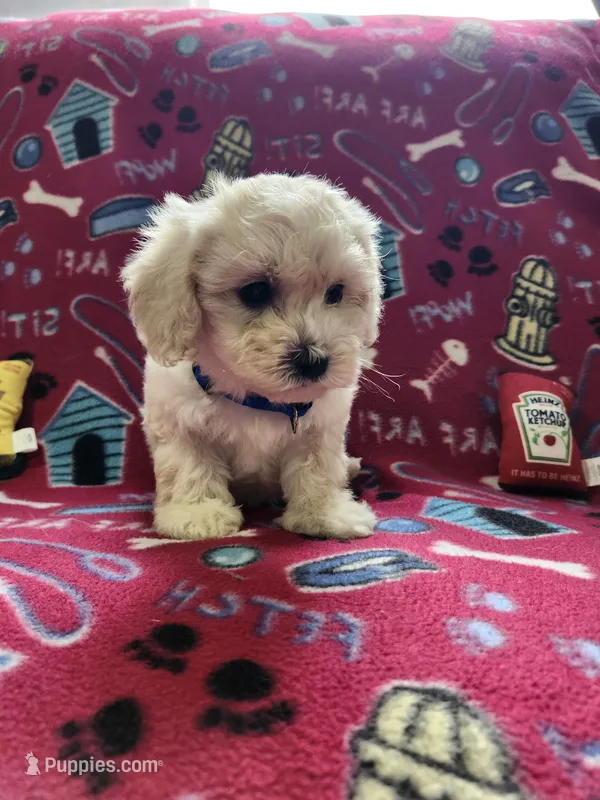 Blue – Poodle - Toy  puppy for sale in Oklahoma City, OK