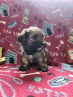 Black, a male Poodle - Toy  for sale in Oklahoma City, OK – 3 of 3