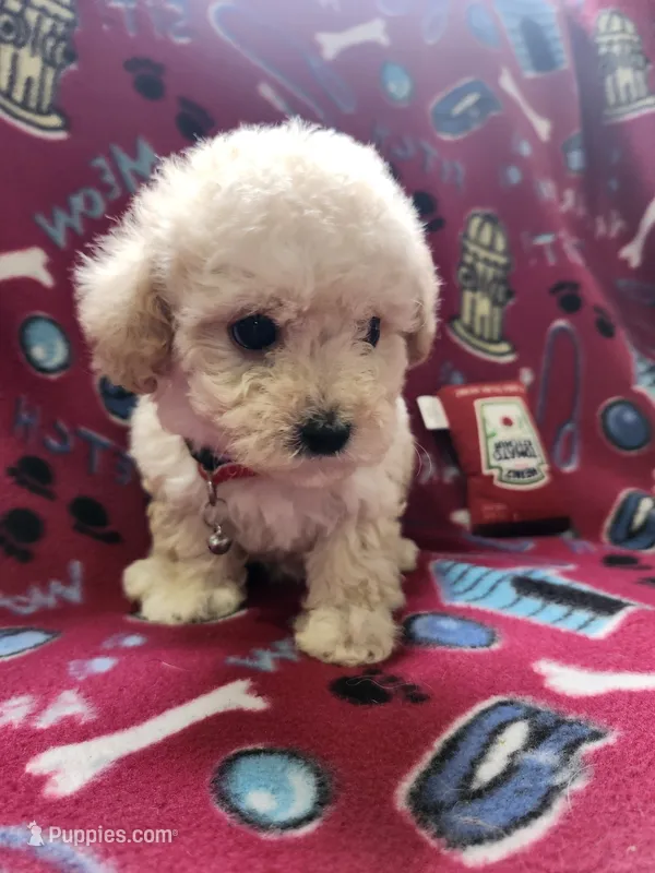Red – Poodle - Toy  puppy for sale in Oklahoma City, OK