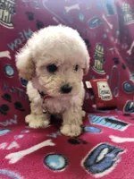 Red, a female Poodle - Toy  for sale in Oklahoma City, OK – 1 of 3
