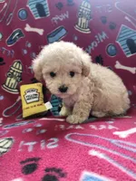 Red, a female Poodle - Toy  for sale in Oklahoma City, OK – 3 of 3