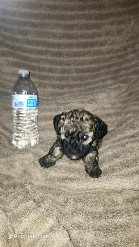 Curly, a female Poodle - Toy  for sale in Oklahoma City, OK – Photo 1 of 1