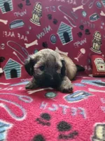 Oso, a male Poodle - Toy  for sale in Oklahoma City, OK – 2 of 4