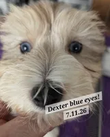 Dexter MORKIE (BLUE EYES!!), a male Morkie for sale in Norwalk, CT – 1 of 10
