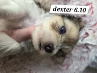 Dexter (BLUE EYES), a male Yorkshire Terrier for sale in Norwalk, CT – 7 of 7