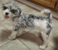 Dottie (Marble Eyes), a female Morkie for sale in Norwalk, CT – 7 of 7