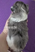 Dottie Morkie (BLUE Eyes), a female Morkie for sale in Norwalk, CT – 10 of 10
