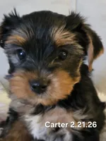 Carter, a male Yorkshire Terrier for sale in Norwalk, CT – 5 of 8