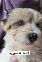Dexter (BLUE EYES), a male Morkie for sale in Norwalk, CT – 1 of 10
