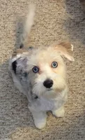 Dexter MORKIE (BLUE EYES!!), a male Morkie for sale in Norwalk, CT – 9 of 10