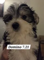 Domino Morkie, a male Yorkshire Terrier for sale in Norwalk, CT – 7 of 8