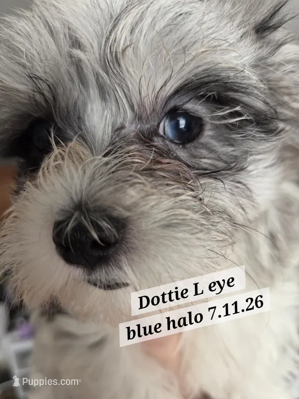 Dottie Morkie (BLUE Eyes) – Morkie puppy for sale in Norwalk, CT