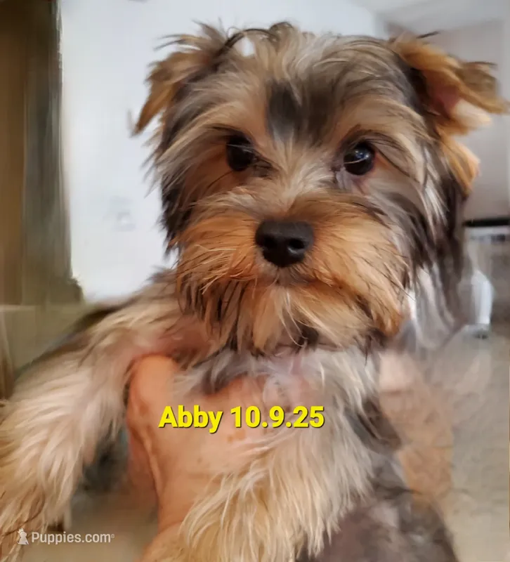 Abby PET ONLY Yorkie – Yorkshire Terrier puppy for sale in Norwalk, CT