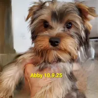 Abby PET ONLY Yorkie, a female Yorkshire Terrier for sale in Norwalk, CT – Photo 3 of 10