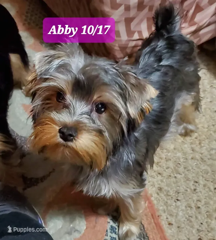 Abby PET ONLY Yorkie – Yorkshire Terrier puppy for sale in Norwalk, CT