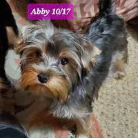 Abby PET ONLY Yorkie, a female Yorkshire Terrier for sale in Norwalk, CT – Photo 6 of 10