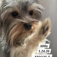 Abby PET ONLY Yorkie, a female Yorkshire Terrier for sale in Norwalk, CT – Photo 2 of 10