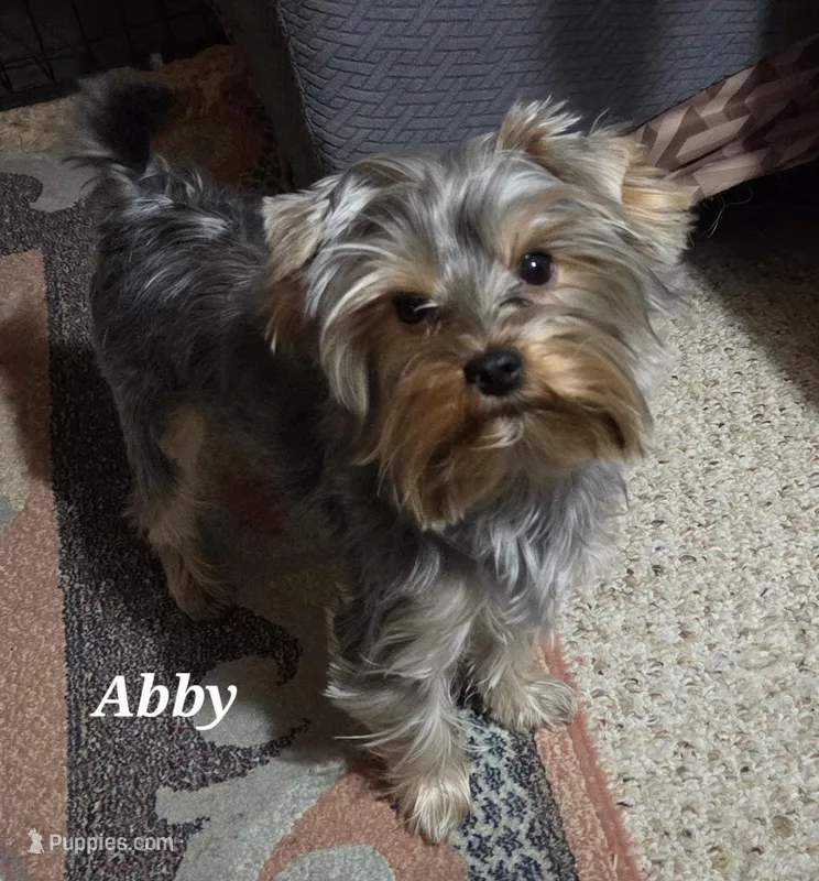 Abby PET ONLY Yorkie