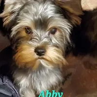 Abby PET ONLY Yorkie, a female Yorkshire Terrier for sale in Norwalk, CT – Photo 9 of 10