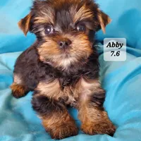 Abby PET ONLY Yorkie, a female Yorkshire Terrier for sale in Norwalk, CT – Photo 8 of 10