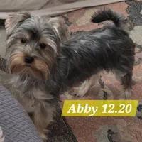 Abby PET ONLY Yorkie, a female Yorkshire Terrier for sale in Norwalk, CT – Photo 4 of 10