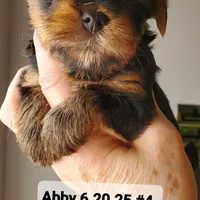 Abby PET ONLY Yorkie, a female Yorkshire Terrier for sale in Norwalk, CT – Photo 5 of 10