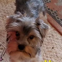 Abby PET ONLY Yorkie, a female Yorkshire Terrier for sale in Norwalk, CT – Photo 7 of 10