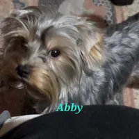 Abby PET ONLY Yorkie, a female Yorkshire Terrier for sale in Norwalk, CT – Photo 10 of 10