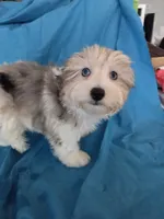 Dexter MORKIE (BLUE EYES!!), a male Morkie for sale in Norwalk, CT – 2 of 10
