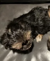 Morkie male dark, a male Morkie for sale in Norwalk, CT – Photo 2 of 3