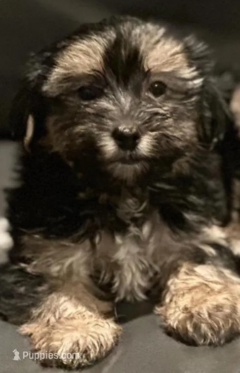 Morkie male dark, a male Morkie for sale in Norwalk, CT – Photo 1 of 3