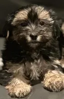Morkie male dark, a male Morkie for sale in Norwalk, CT – Photo 1 of 3