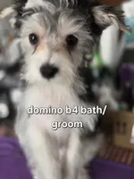 Domino Morkie, a male Yorkshire Terrier for sale in Norwalk, CT – 10 of 10