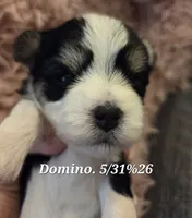 Domino, a male Yorkshire Terrier for sale in Norwalk, CT – 5 of 7