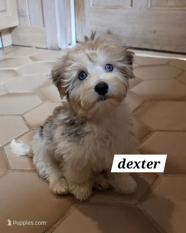 Dexter MORKIE (BLUE EYES!!) – Morkie puppy for sale in Norwalk, CT